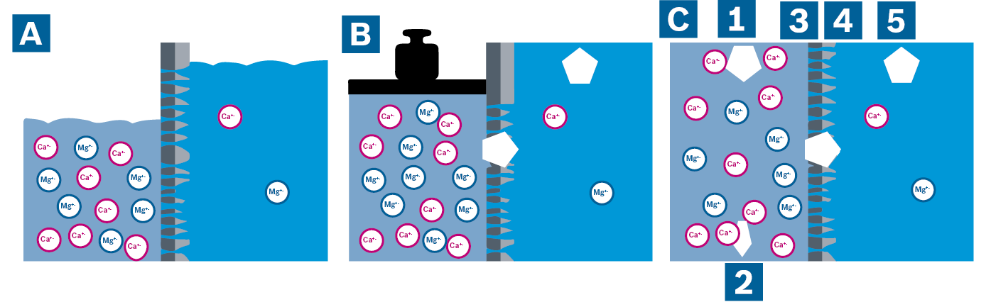 Visualización de la presión osmótica (A), de la ósmosis inversa por carga de presión en el lado del concentrado (B) y del proceso continuo de ósmosis inversa (C).